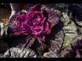 영농조합법인 성진 빨간배추 썸네일 이미지