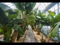 해남군 농업기술센터 바나나 재배 장면 썸네일 이미지