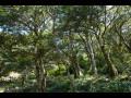 해남 녹우단 비자나무 숲 썸네일 이미지