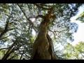 해남 녹우단 비자나무 숲의 비자나무 썸네일 이미지