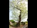 동해리 푸조나무 썸네일 이미지