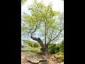 동해리 푸조나무 썸네일 이미지