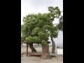 백호리 멀구슬나무 썸네일 이미지