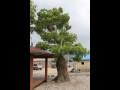백호리 멀구슬나무 썸네일 이미지