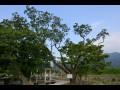 장촌리 회화나무 썸네일 이미지