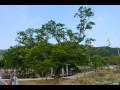 장촌리 회화나무 썸네일 이미지