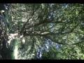 해남 서동사 비자나무 썸네일 이미지