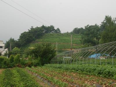 모산동 고분 떼 전경 썸네일 이미지